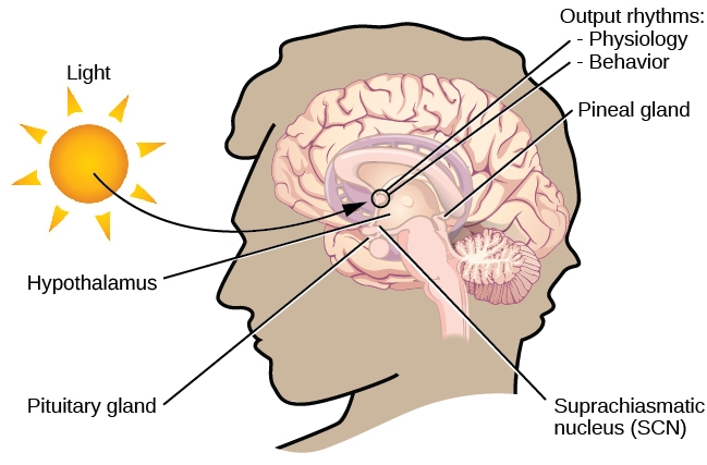 Biorhythms And Brain Clock